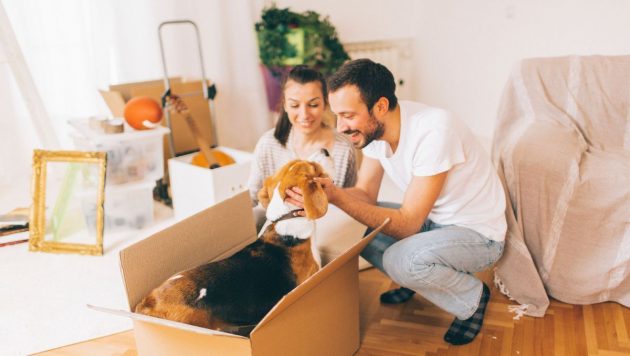 moving-with-pets